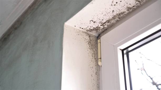 Best Mold Remediation  in Hart, TX