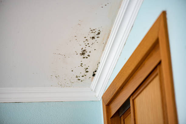 Office Mold Removal Services in Hart, TX