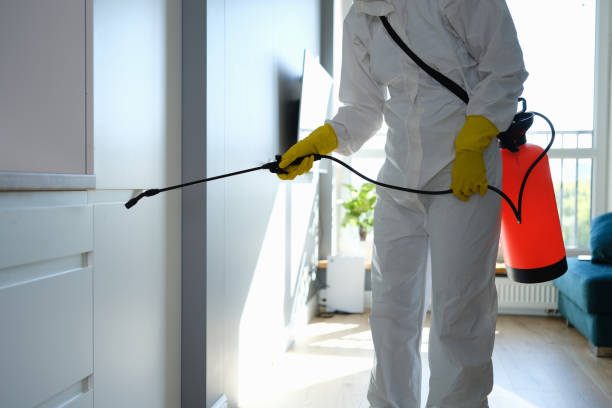 Best Mold Removal Company Near Me  in Hart, TX