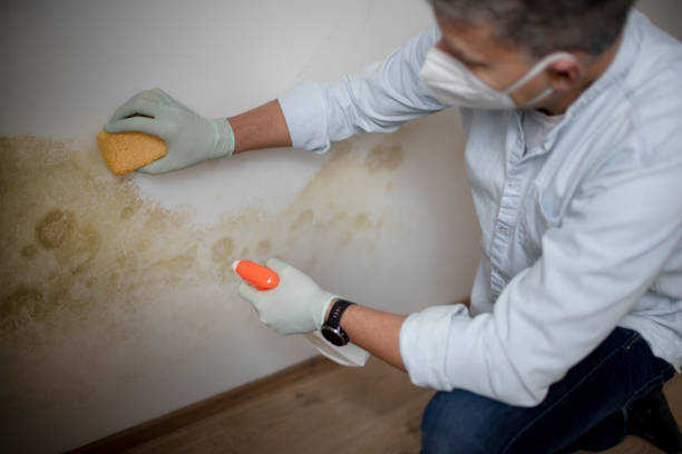 Mold Testing and Removal in Hart, TX