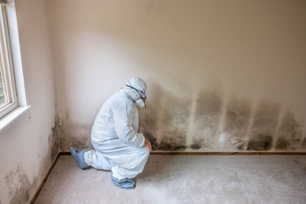 Best Mold Remediation  in Hart, TX