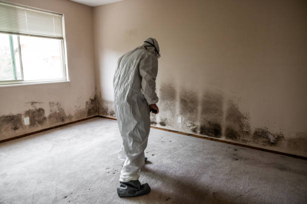 Best Certified Mold Removal  in Hart, TX